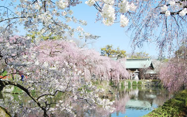 桜咲く三嶋大社の写真