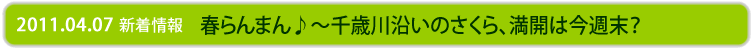 春らんまん♪千歳川沿いの桜は今週末が満開？